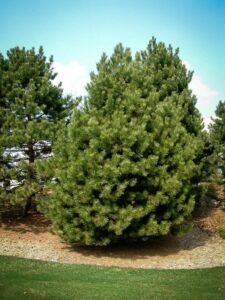 Сосна Чёрная (Pinus Nigra) купить по цене от 270.00р. в интернет-магазине «Посадика» с доставкой почтой в в Междуреченске и по всей России – [изображение №1].