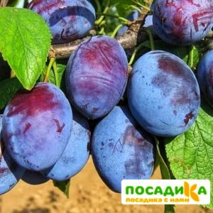 Слива Чачакская ранняя купить по цене от 229.00р. в интернет-магазине «Посадика» с доставкой почтой в в Междуреченске и по всей России – [изображение №1].