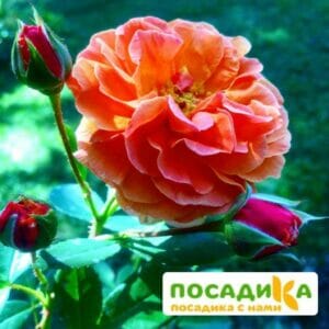 Роза Арабия купить по цене от 350.00р. в интернет-магазине «Посадика» с доставкой почтой в в Междуреченске и по всей России – [изображение №1].