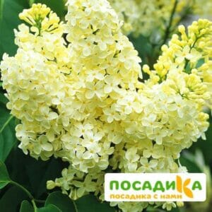 Сирень Примроуз (Primrose) купить по цене от 529.00р. в интернет-магазине «Посадика» с доставкой почтой в в Междуреченске и по всей России – [изображение №1].