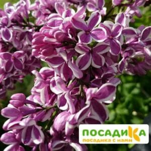 Сирень Сенсация купить по цене от 529.00р. в интернет-магазине «Посадика» с доставкой почтой в в Междуреченске и по всей России – [изображение №1].