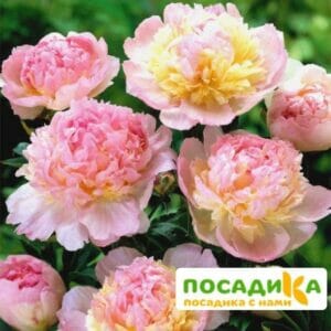 Пион Распберри Сандей (Paeonia Raspberry Sundae) купить по цене от 959р. в интернет-магазине «Посадика» с доставкой почтой в в Междуреченске и по всей России – [изображение №1].