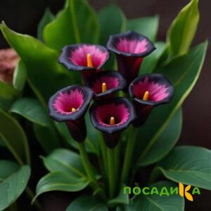 Калла Аура Лейс купить по цене от 400р. в интернет-магазине «Посадика» с доставкой почтой в в Междуреченске и по всей России – [изображение №1].