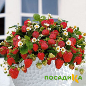 Клубника Рубиновый Шепот (горшечная) купить по цене от 240р. в интернет-магазине «Посадика» с доставкой почтой в в Междуреченске и по всей России – [изображение №1].