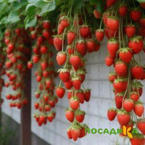 Клубника вьющаяся Комплимент купить по цене от 470р. в интернет-магазине «Посадика» с доставкой почтой в в Междуреченске и по всей России – [изображение №1].