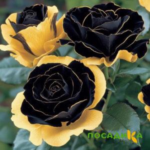 Роза Ханни Сикл купить по цене от 700р. в интернет-магазине «Посадика» с доставкой почтой в в Междуреченске и по всей России – [изображение №1].
