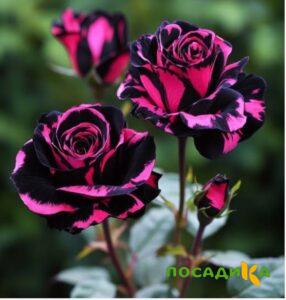 Роза Багровый Шепот купить по цене от 366р. в интернет-магазине «Посадика» с доставкой почтой в в Междуреченске и по всей России – [изображение №1].