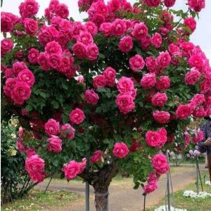 Роза Версаля купить по цене от 232р. в интернет-магазине «Посадика» с доставкой почтой в в Междуреченске и по всей России – [изображение №1].