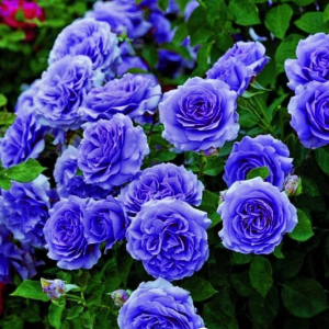 Роза Блю Мун купить по цене от 450р. в интернет-магазине «Посадика» с доставкой почтой в в Междуреченске и по всей России – [изображение №1].