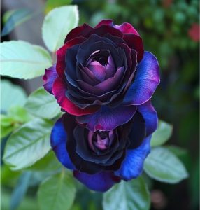 Роза Скарлет Рэвери купить по цене от 489р. в интернет-магазине «Посадика» с доставкой почтой в в Междуреченске и по всей России – [изображение №1].