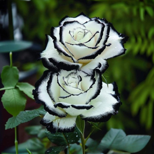 Роза Силк Ивин купить по цене от 319р. в интернет-магазине «Посадика» с доставкой почтой в в Междуреченске и по всей России – [изображение №1].