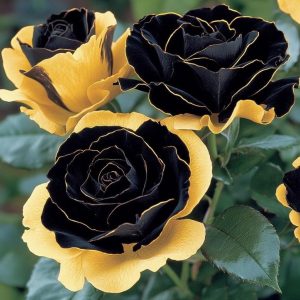 Роза Ханни Сикл купить по цене от 700р. в интернет-магазине «Посадика» с доставкой почтой в в Междуреченске и по всей России – [изображение №1].