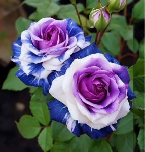 Роза Айвори Каскад купить по цене от 420р. в интернет-магазине «Посадика» с доставкой почтой в в Междуреченске и по всей России – [изображение №1].