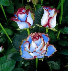 Роза Сафайер Пэтл купить по цене от 450р. в интернет-магазине «Посадика» с доставкой почтой в в Междуреченске и по всей России – [изображение №1].