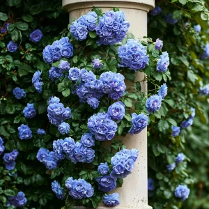 Роза плетистая Блю Перпл купить по цене от 540р. в интернет-магазине «Посадика» с доставкой почтой в в Междуреченске и по всей России – [изображение №1].